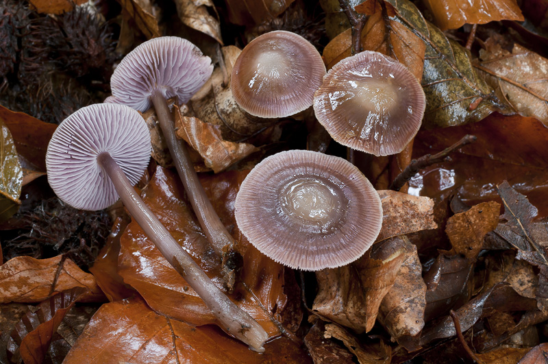 Mycena diosma